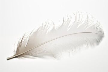 White feather on a white background
