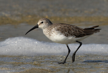 Portrait of a Curlew Sandpiper at Busaiteen coast of Bahrain