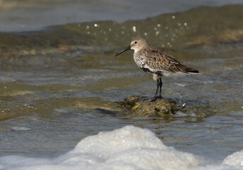 Dunlin on a rock at Busaiteen coast, Bahrain