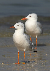 A pair of Slender-billed gull in breeding plumage at Busaiteen coast, Bahrain