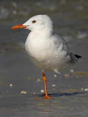 Obraz premium Slender-billed gull in breeding plumage at Busaiteen coast, Bahrain
