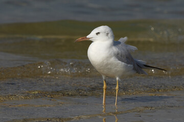 Closeup of a Slender-billed gull at Busaiteen coast, Bahrain