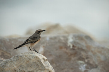 Pied wheatear perched on limestone boulders at Busaiteen, Bahrain