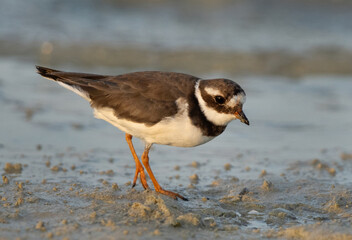 Common ringed plover at Busiateen coast of Bahrain