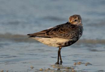 Dunlin resting at Busaiteen coast, Bahrain