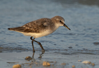 Portrait of a Little Stint at Busaiteen coast of Bahrain