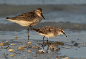 Little Stint feeding at Busaiteen coast of Bahrain with dunlin at the backdrop