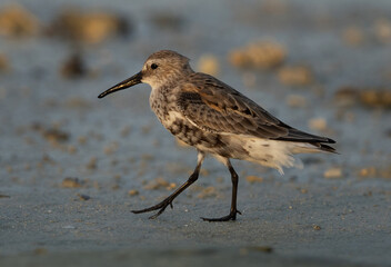 Portrait of a Dunlin at Busaiteen coast, Bahrain