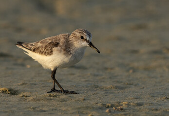 Little Stint during low tide at Busaiteen coast, Bahrain