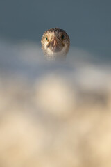 Socotra cormorant with foreground blur of limestone at Busaiteen coast of Bahrain