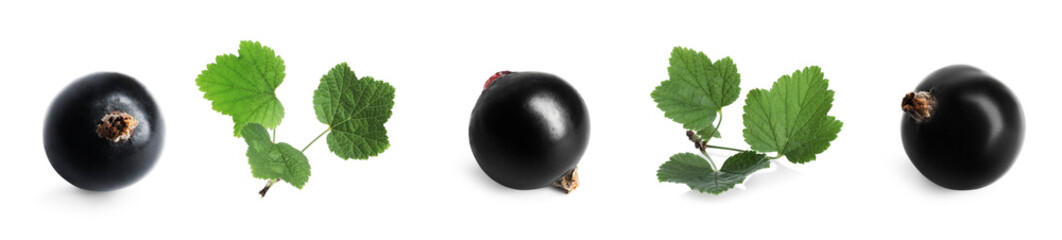 Ripe black currants and green leaves isolated on white, set
