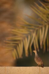 Grey francolin perched on the wall at Hamala, Bahrain