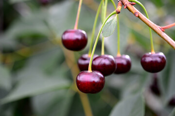 ripe cherries hanging on the twig isolated close up