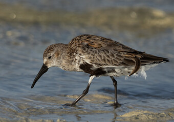 Dunlin feeding at Busaiteen coast, Bahrain