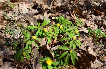 bunch of yellow blooming flowers isolated on the dry leaves 