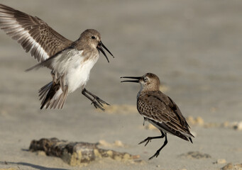 Dunlins territory fight at Busaiteen coast of Bahrain