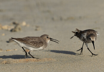 Dunlins territory fight at Busiateen coast of Bahrain