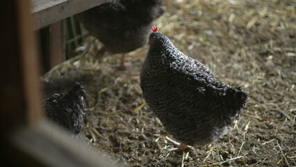 Free chickens inside organic barn, free range animal
