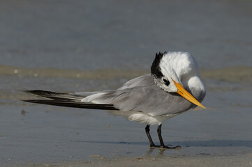 Lesser Crested Tern preening at Busaiteen coast, Bahrain