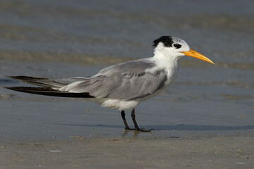 Lesser Crested Tern perched on the ground at Busaiteen coast, Bahrain