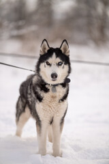 Naklejka premium Walking with your pet husky in the park in winter. Friendship with a dog. Breeding and keeping a husky dog.
