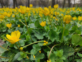 A field of ranunculus wildflowers. Springtime flora. Yellow flowers blooming in the garden, smal heads. Green leaves. Carpet of flowers in the park. Spring bloom.