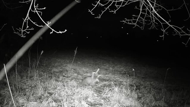 Ein stark mit R&auml;udemilben befallener Wolf w&auml;lzt und schubbert sich am Boden um den Juckreiz zulindern 