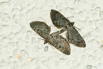 Kopulation vom Großen Wacholder-Blütenspanner (Eupithecia intricata)	
