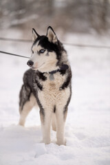 Naklejka premium Walking with your pet husky in the park in winter. Friendship with a dog. Breeding and keeping a husky dog.