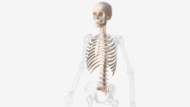 axial skeleton is made up of the 80 bones within the central core of your body.