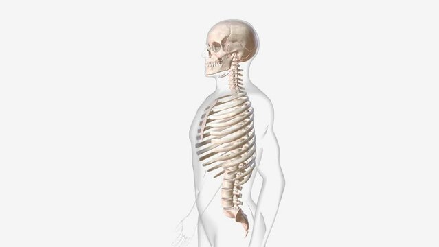 axial skeleton is made up of the 80 bones within the central core of your body .