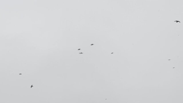 Large flock of birds flying against the background of a gray sky. Crows flies chaotically against the gray sky over the city.