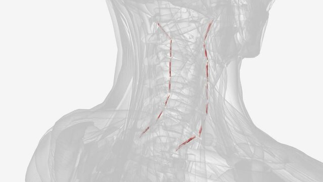 Each anterior cervical intertransversarii muscle originates from the anterior tubercle of the transverse process of the cervical vertebra .