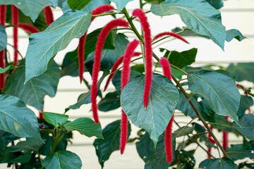 Red hot cat's tail is a shrub with flower inflorescences hanging down like a squirrel's tail. Each...