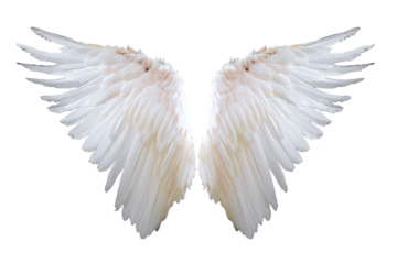 White angel wing isolated on white or transparent background, PNG