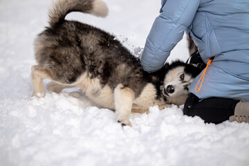 Walking with your pet husky in the park in winter. Friendship with a dog. Breeding and keeping a husky dog.