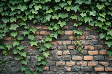 Fotobehang Detailed image of an old brick wall with a creeping ivy, emphasizing the contrast and texture © furyon