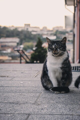 ポルトの路上でくつろぐ猫