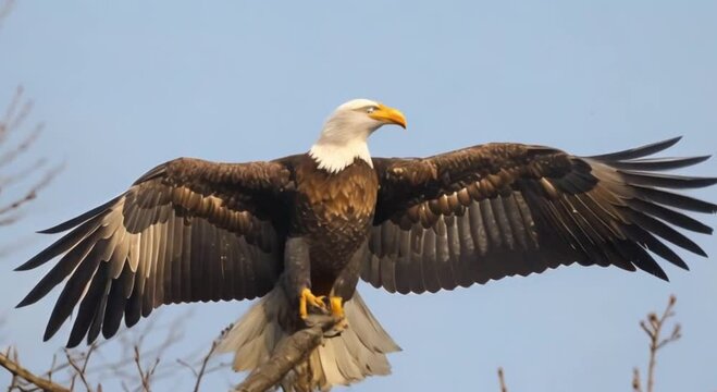 an eagle on a branch flapping its wings