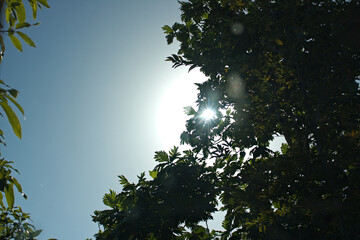 Sunrays peeking through green tree leaves against blue sky