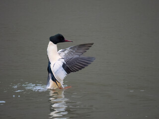Gänsesäger (Mergus merganser)