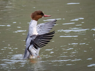 Gänsesäger (Mergus merganser)