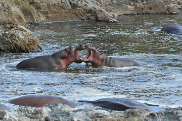 Fototapeta premium hippopotamus in river