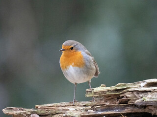 Rotkehlchen (Erithacus rubecula)
