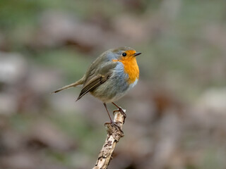 Rotkehlchen (Erithacus rubecula)