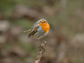 Rotkehlchen (Erithacus rubecula)
