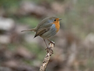 Rotkehlchen (Erithacus rubecula)