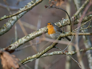 Rotkehlchen (Erithacus rubecula)