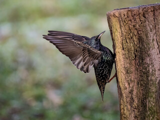 Star (Sturnus vulgaris)