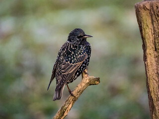Star (Sturnus vulgaris)